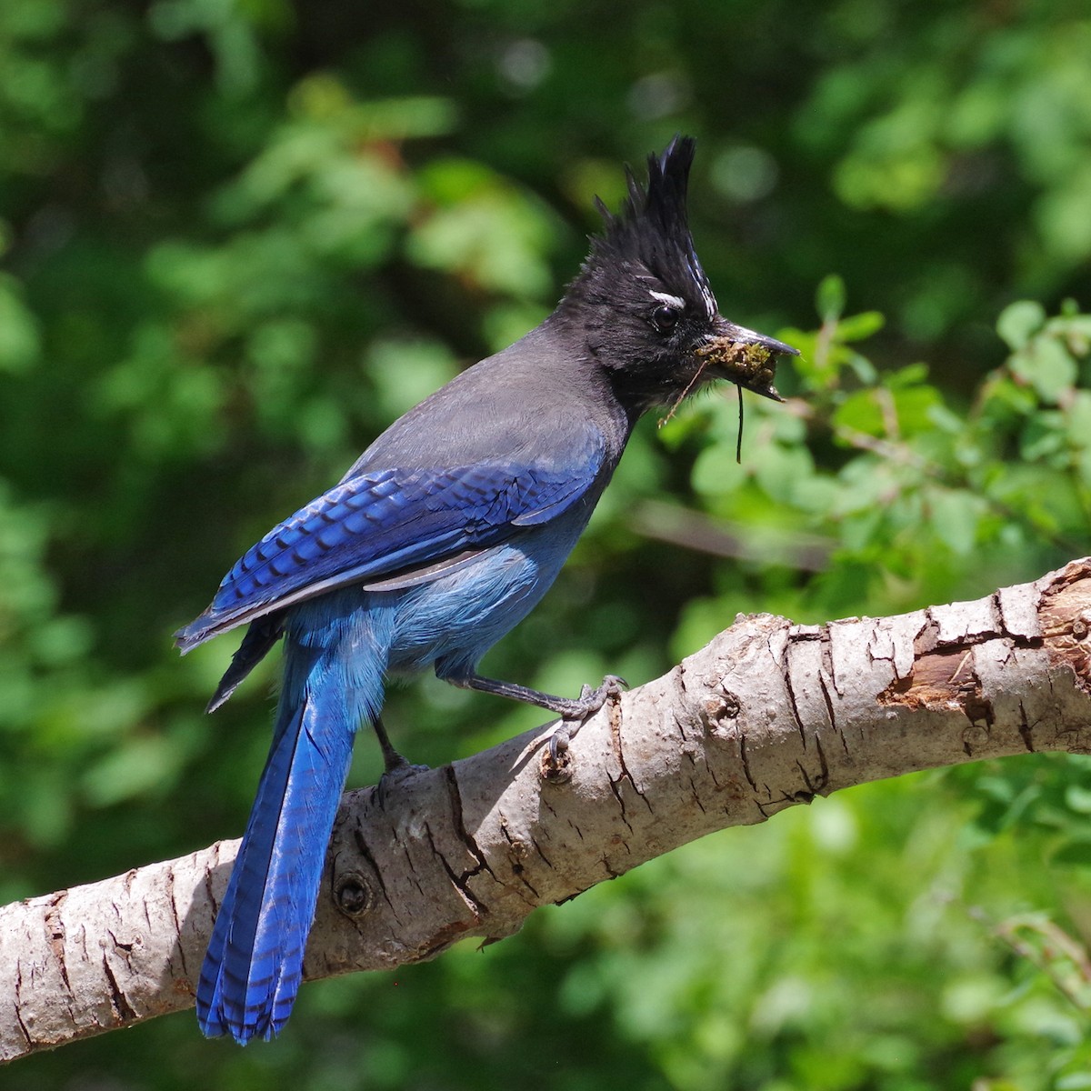 Steller's Jay - ML620194535