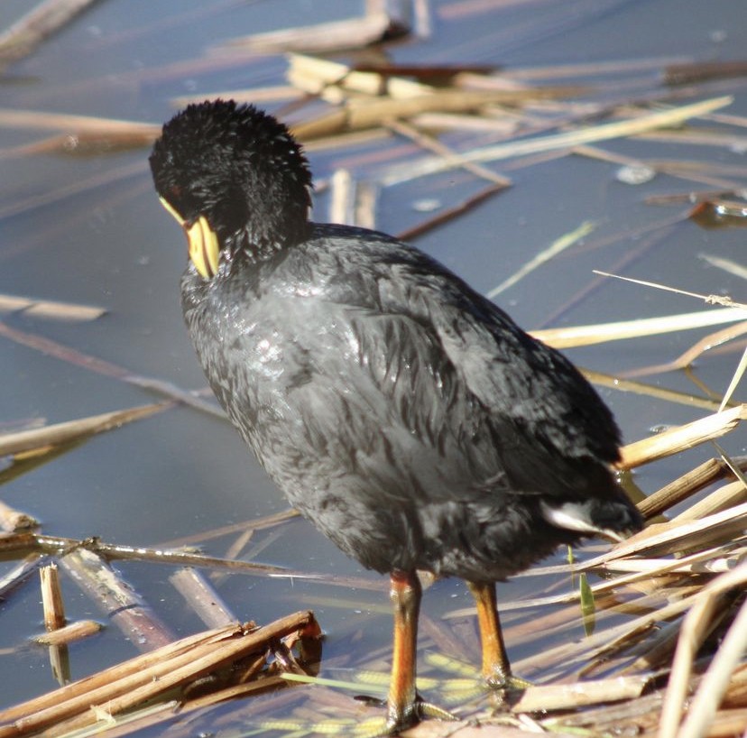 Red-gartered Coot - ML620194538