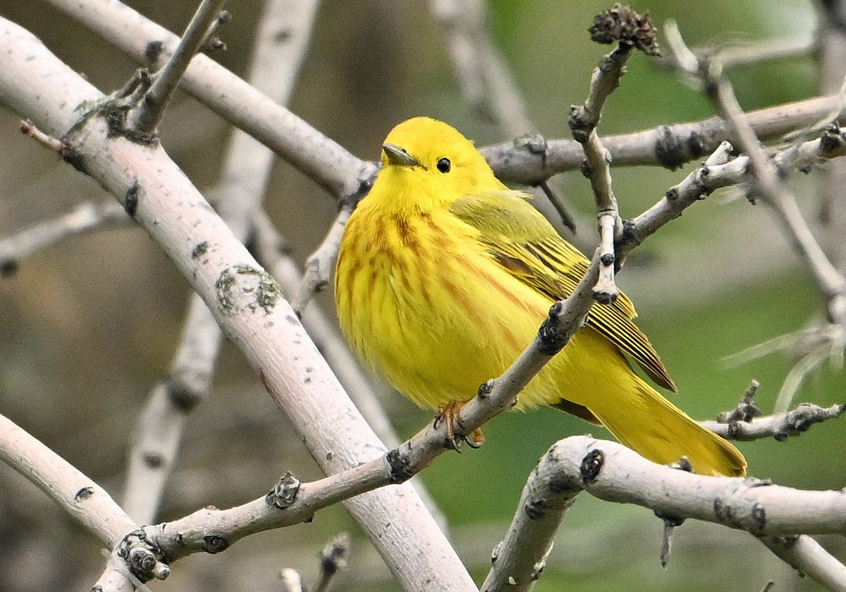 Yellow Warbler - ML620194541