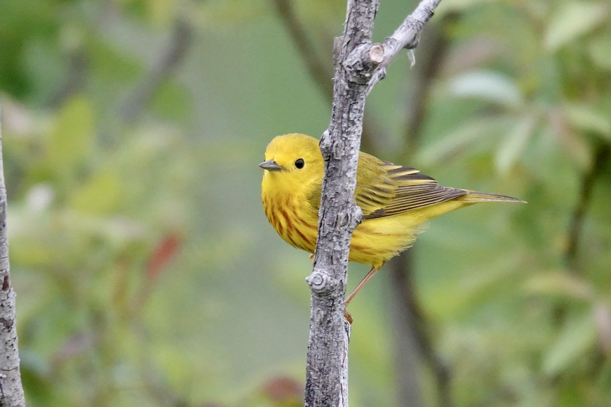 Paruline jaune - ML620194544