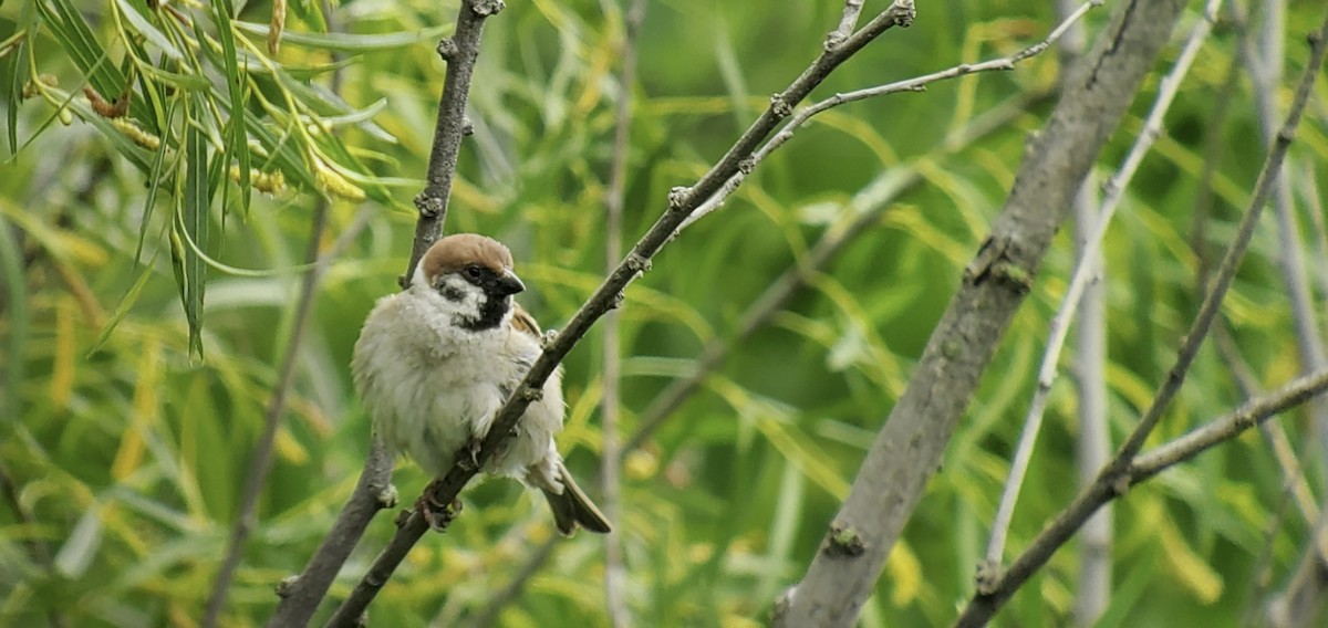 Eurasian Tree Sparrow - ML620194549