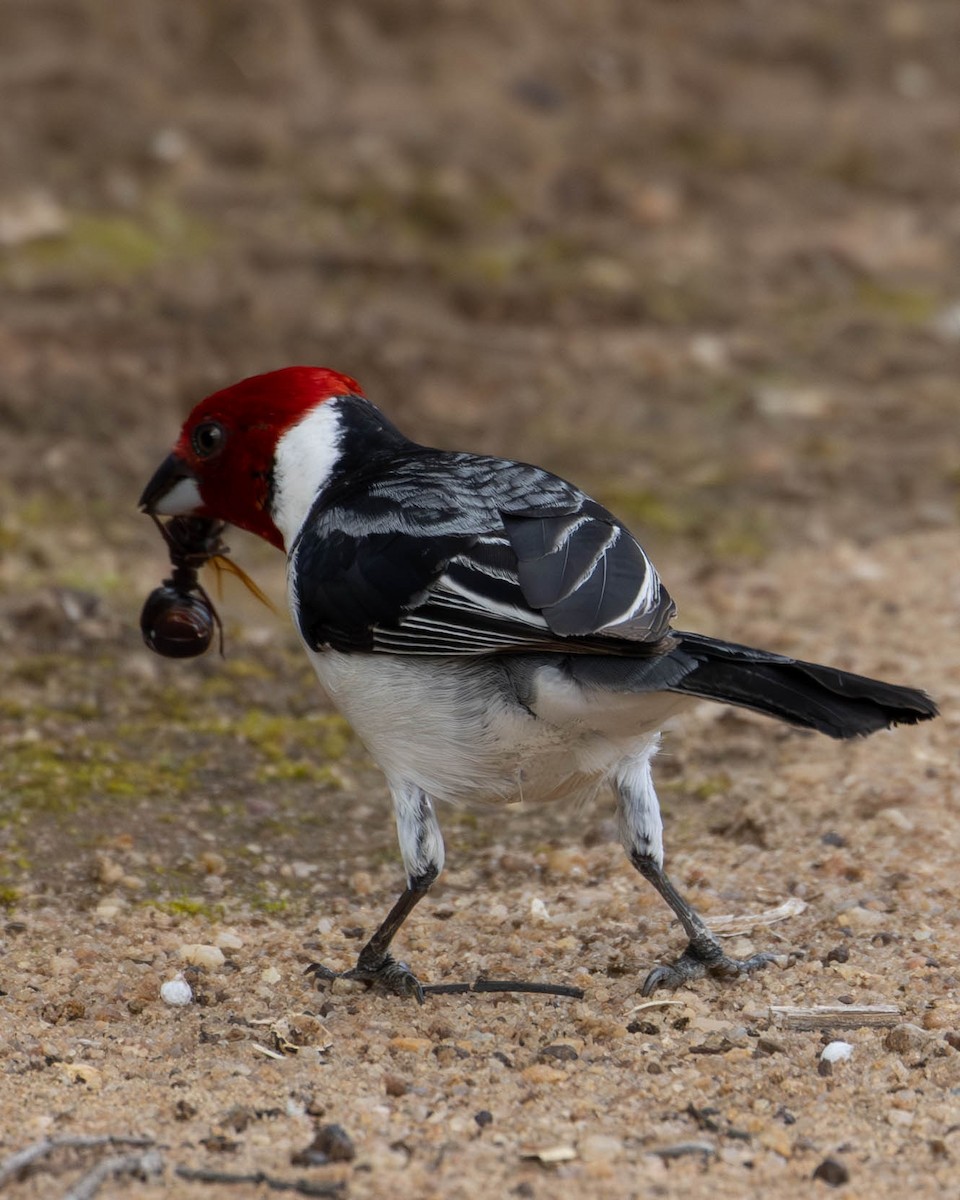 Red-cowled Cardinal - ML620194550