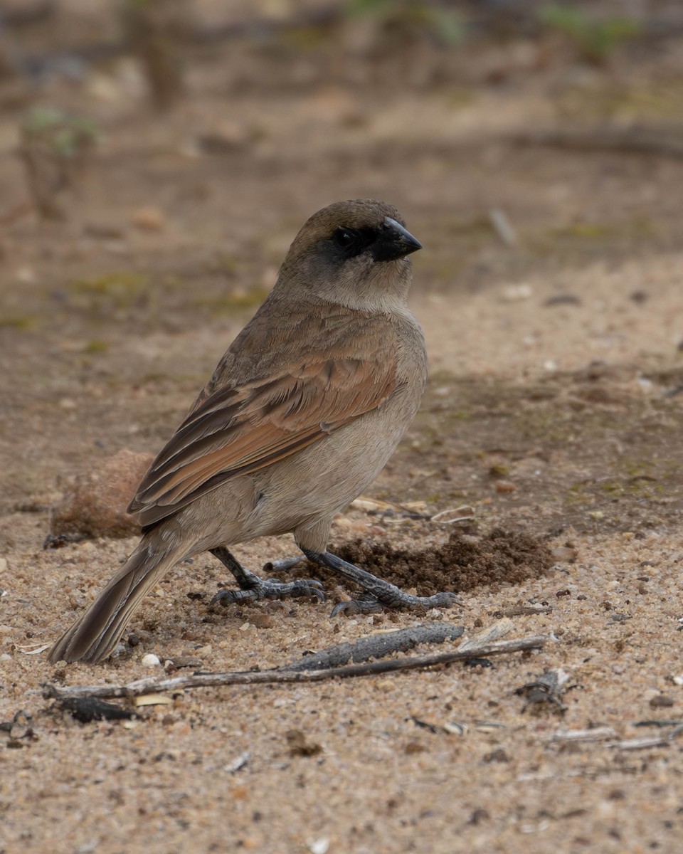 Pallid Spinetail - ML620194551