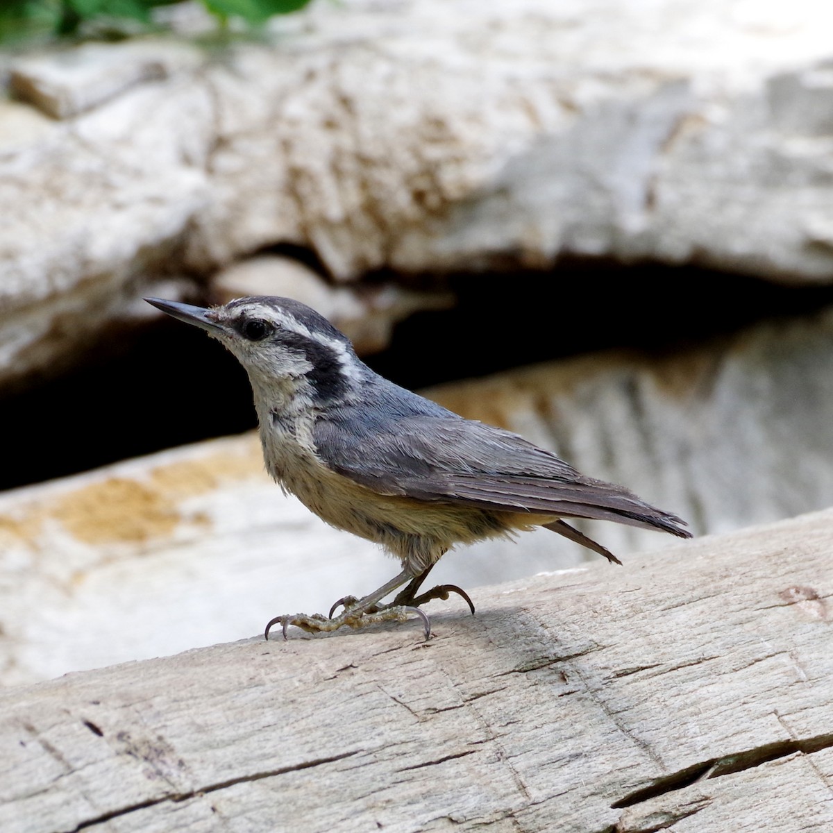 Red-breasted Nuthatch - ML620194552