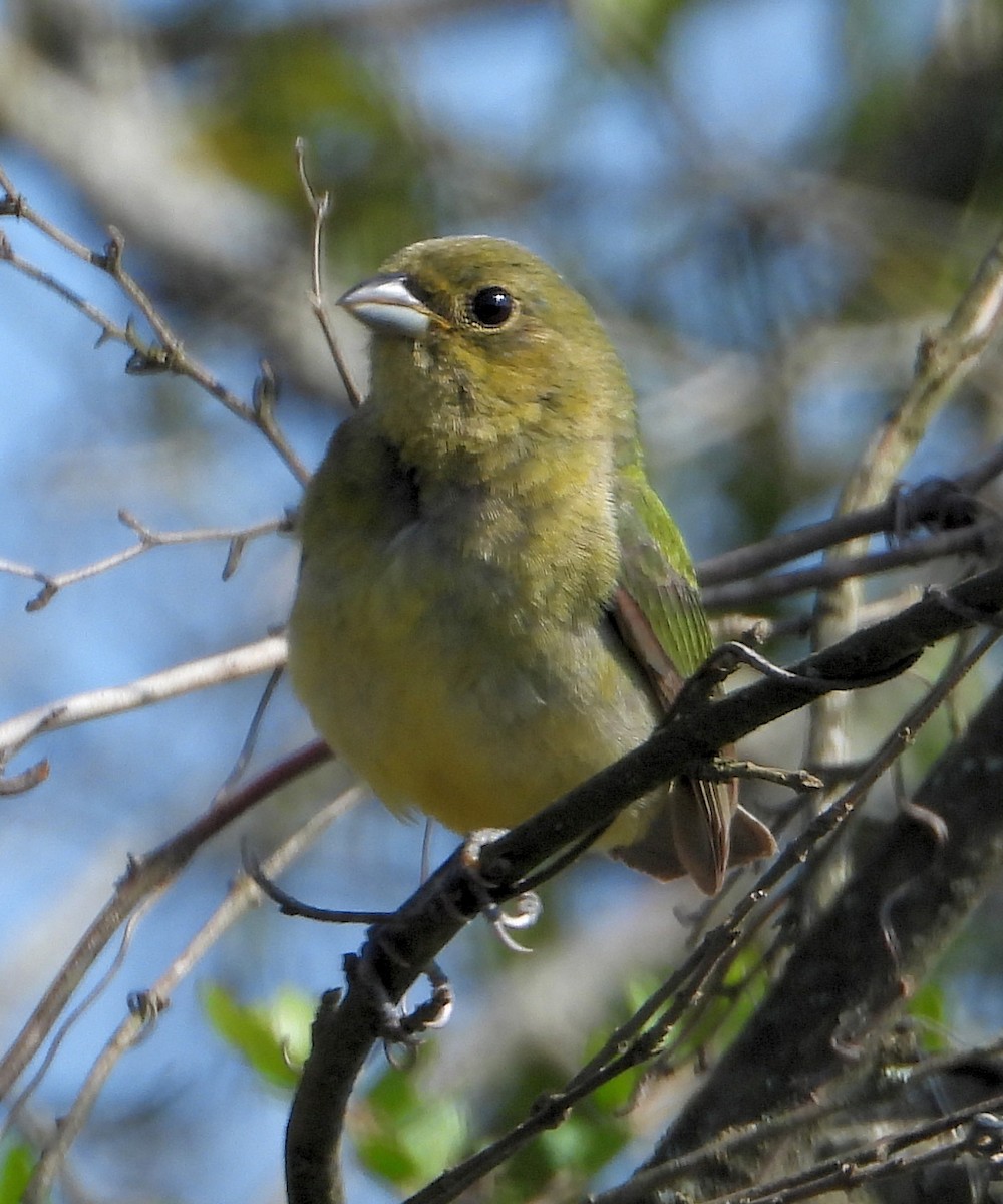 Painted Bunting - Jay Huner