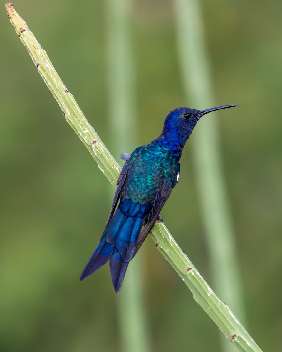 Swallow-tailed Hummingbird - ML620194557