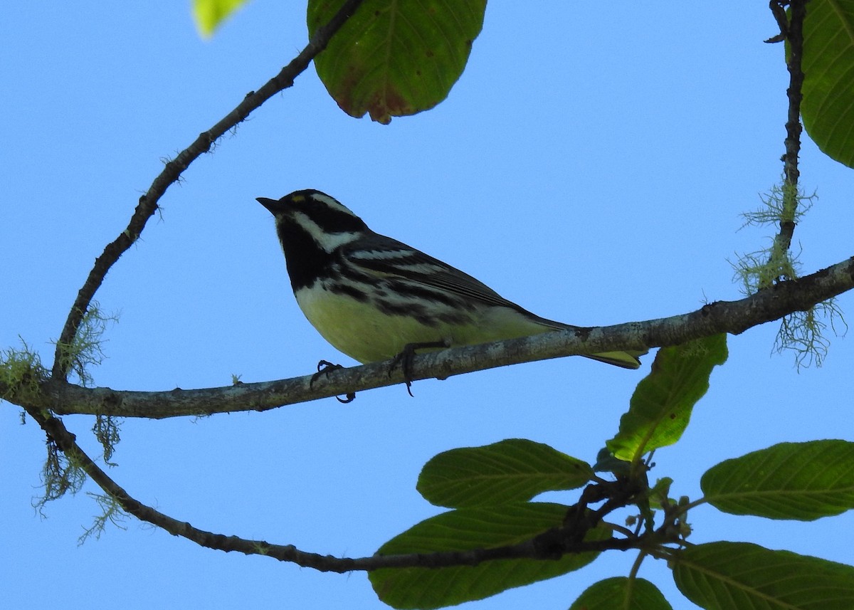 Black-throated Gray Warbler - ML620194558