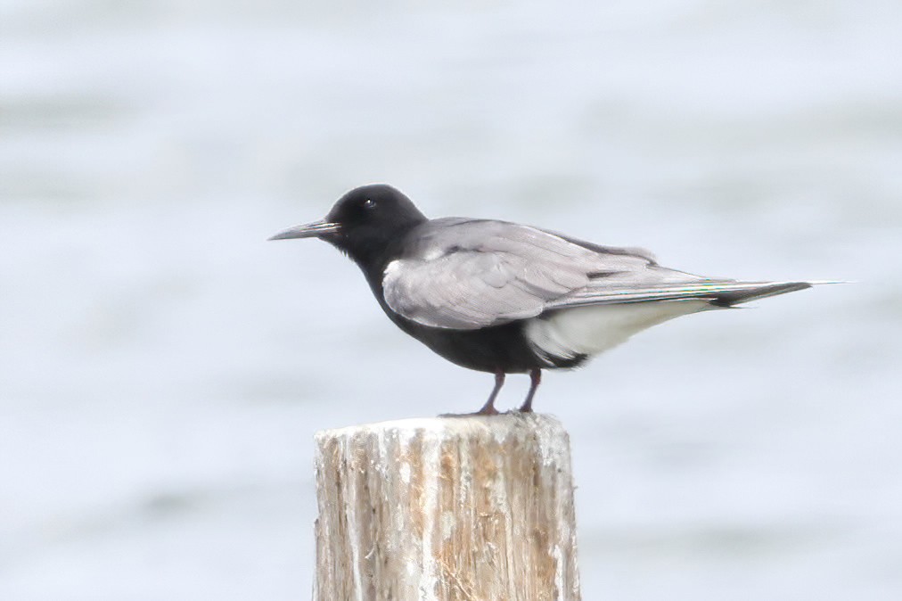 Black Tern - ML620194562