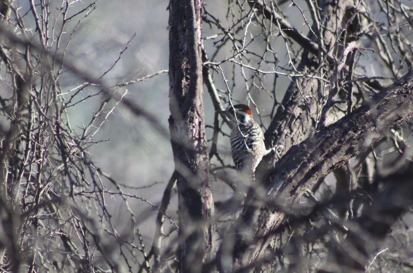 Striped Woodpecker - ML620194563
