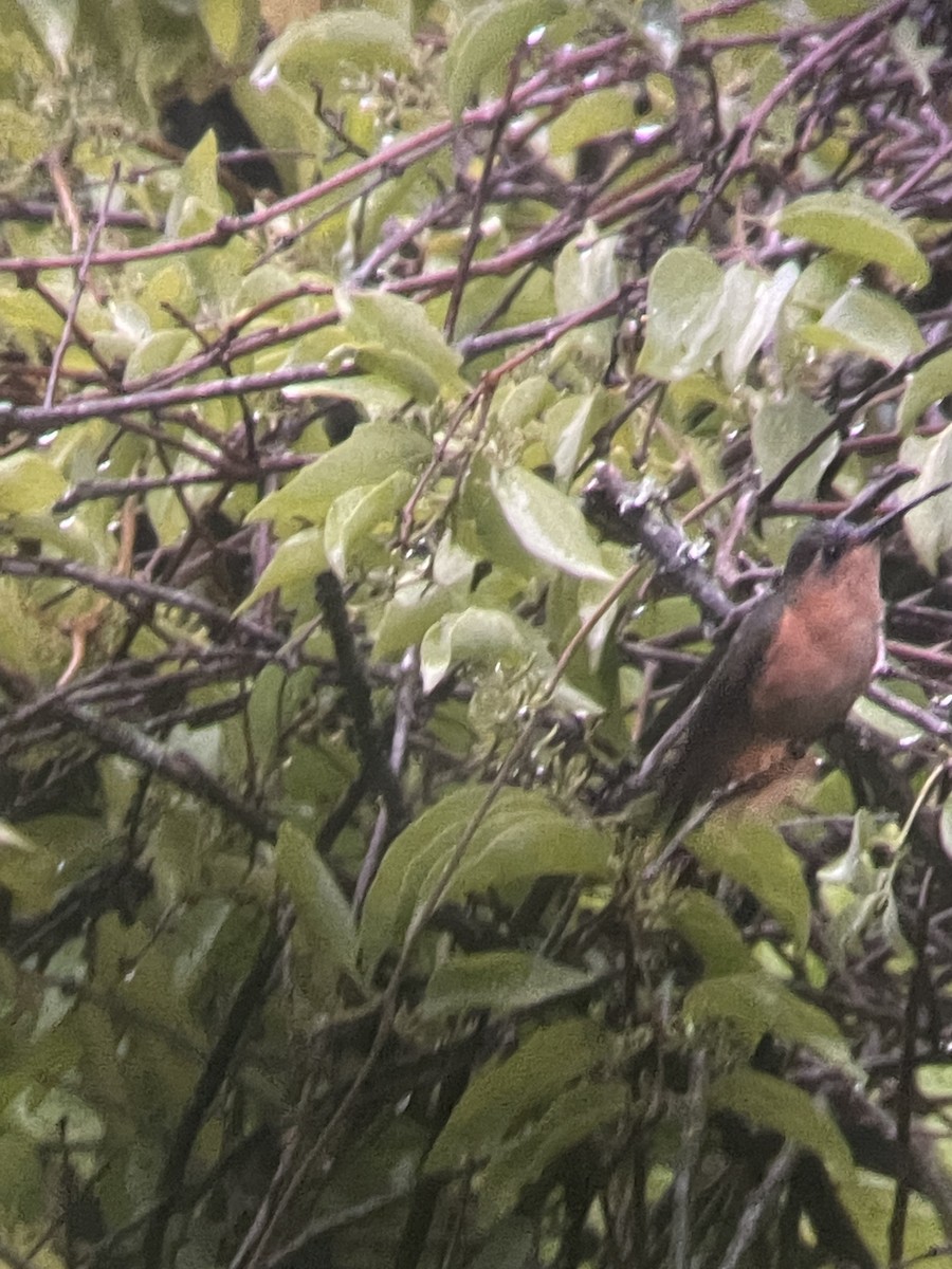 Rufous Sabrewing - ML620194564