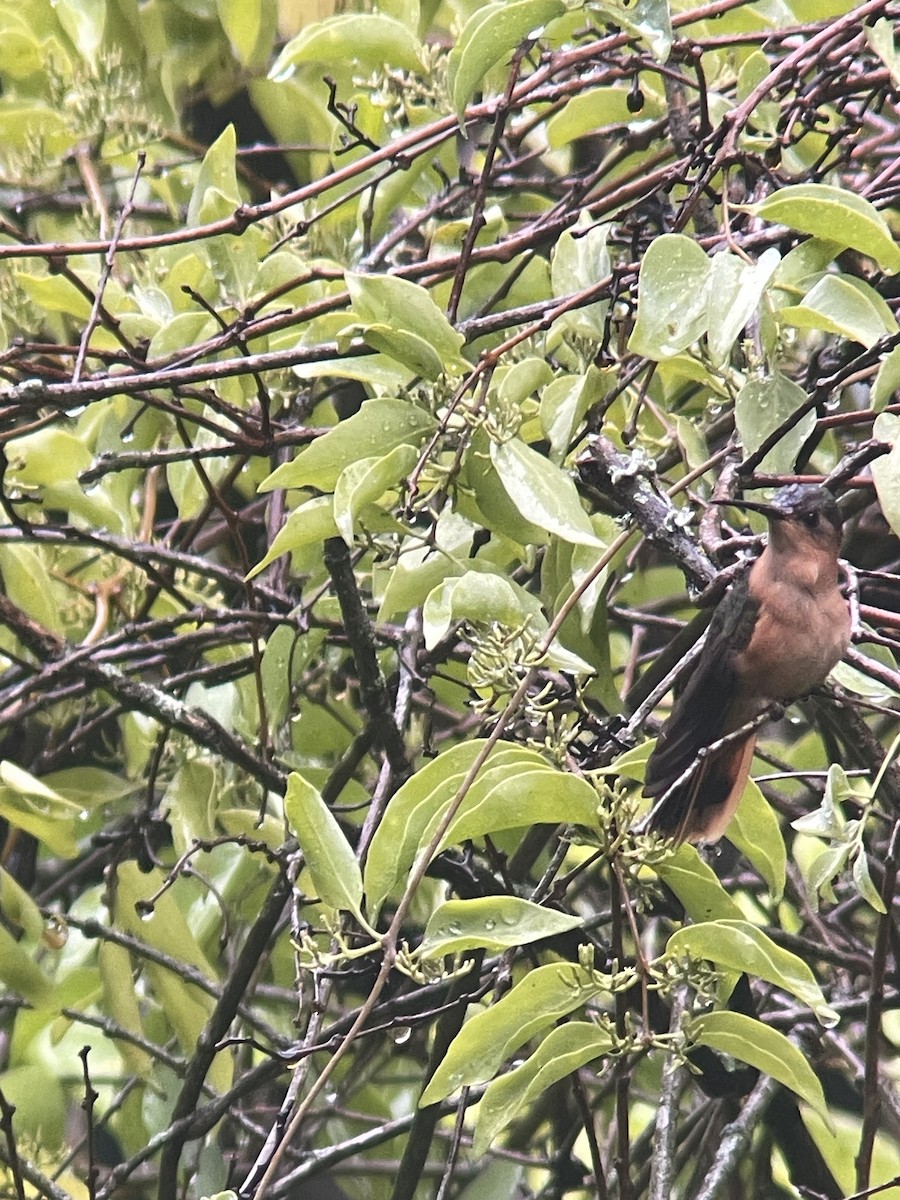 kolibřík pestroocasý - ML620194565