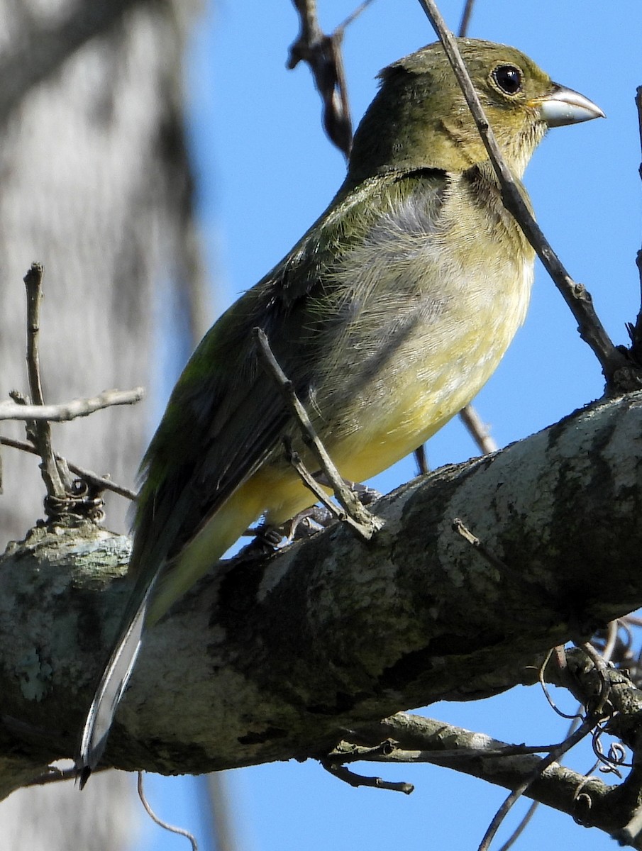 Painted Bunting - ML620194566