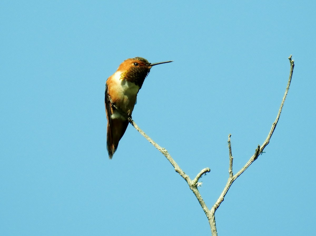 Rufous Hummingbird - ML620194570