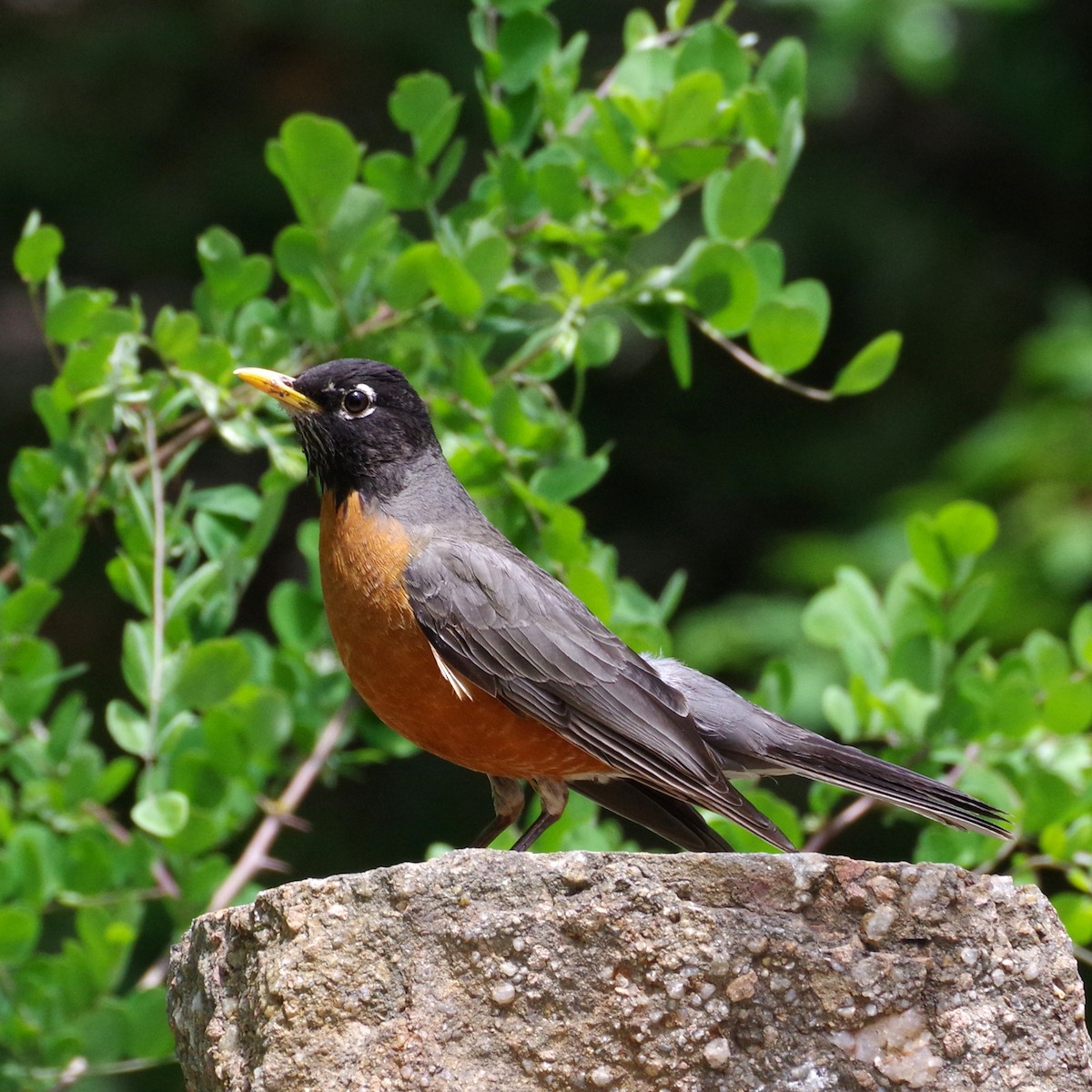 American Robin - ML620194571