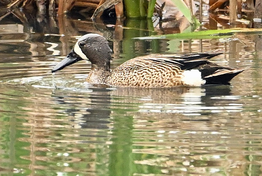 Blue-winged Teal - ML620194577