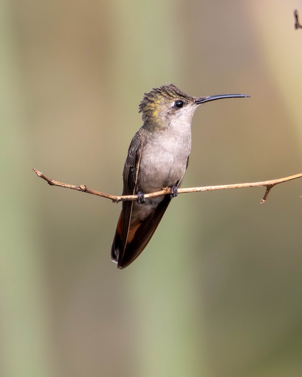 Colibrí Rubí - ML620194583