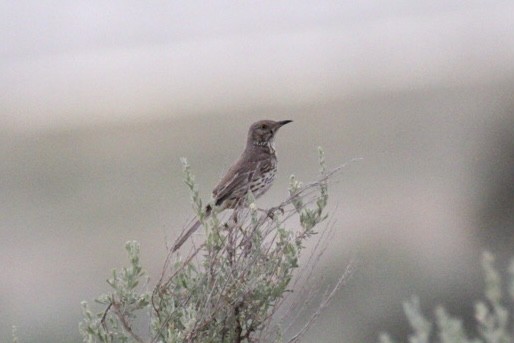 Sage Thrasher - ML620194586