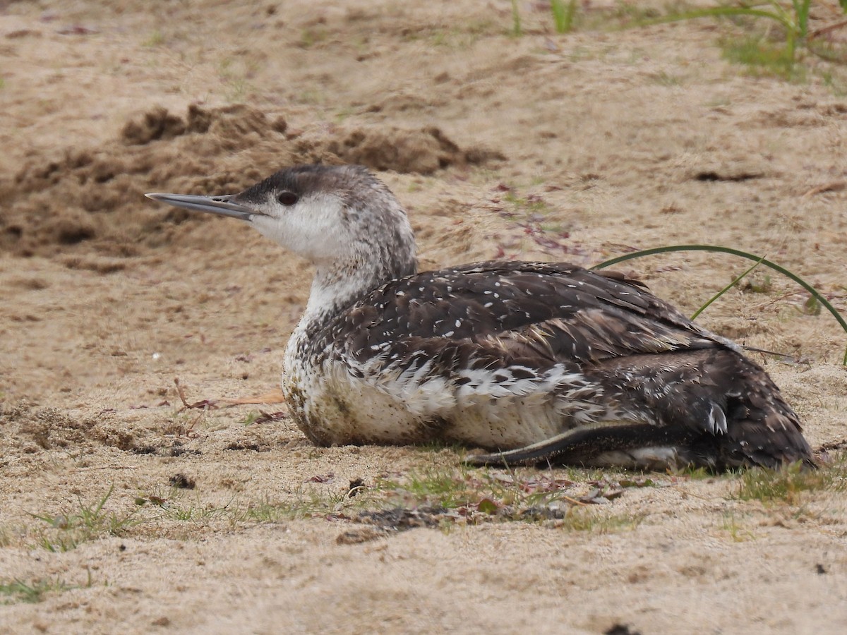 Red-throated Loon - ML620194587