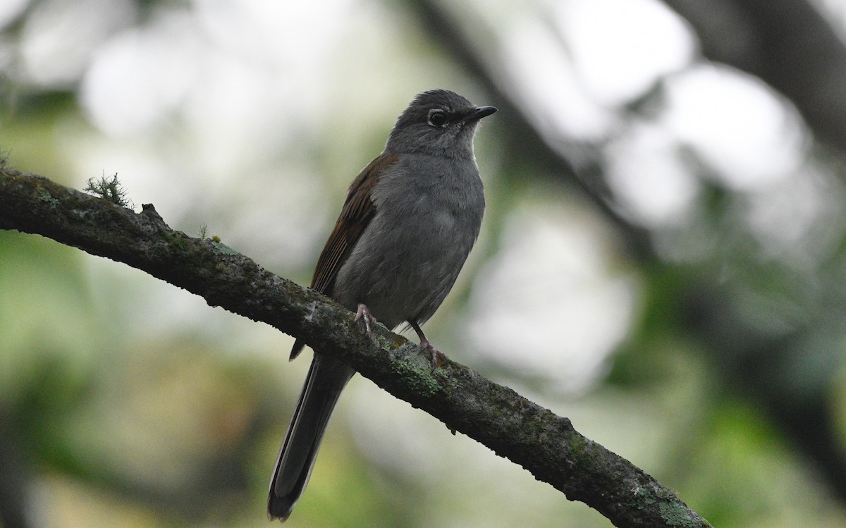Brown-backed Solitaire - ML620194588
