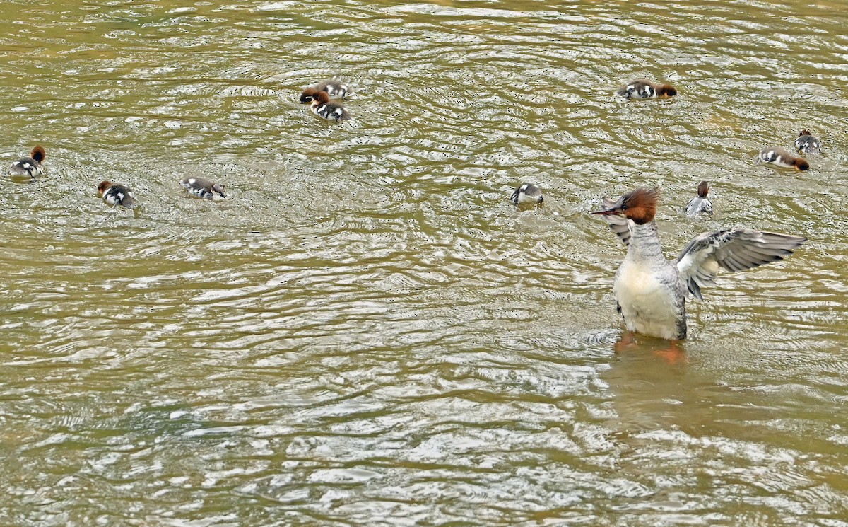 Common Merganser - ML620194589