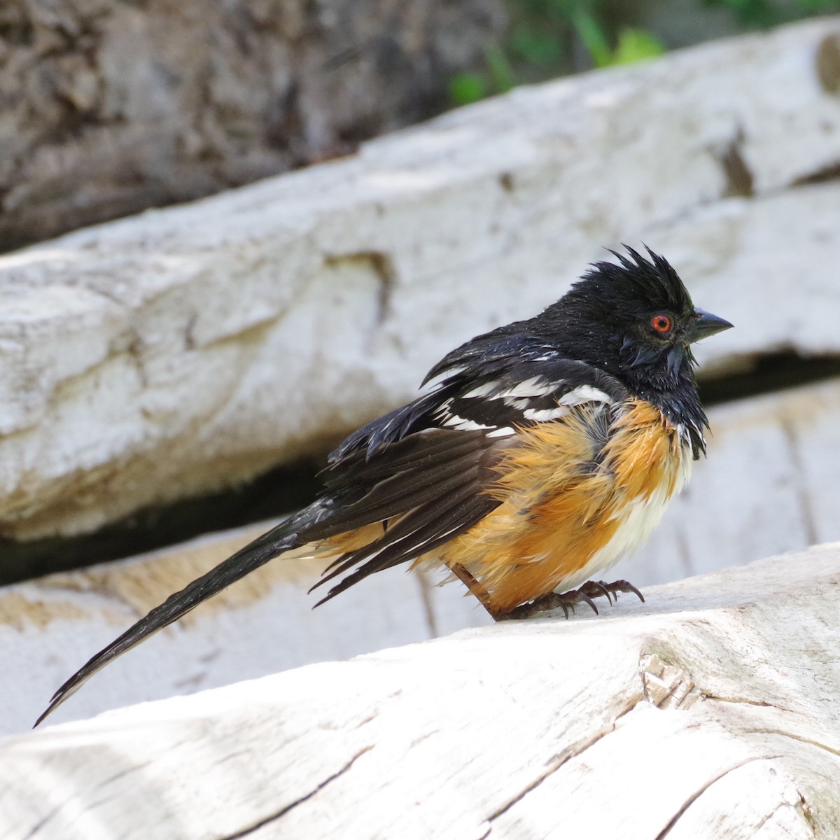 Spotted Towhee - ML620194595