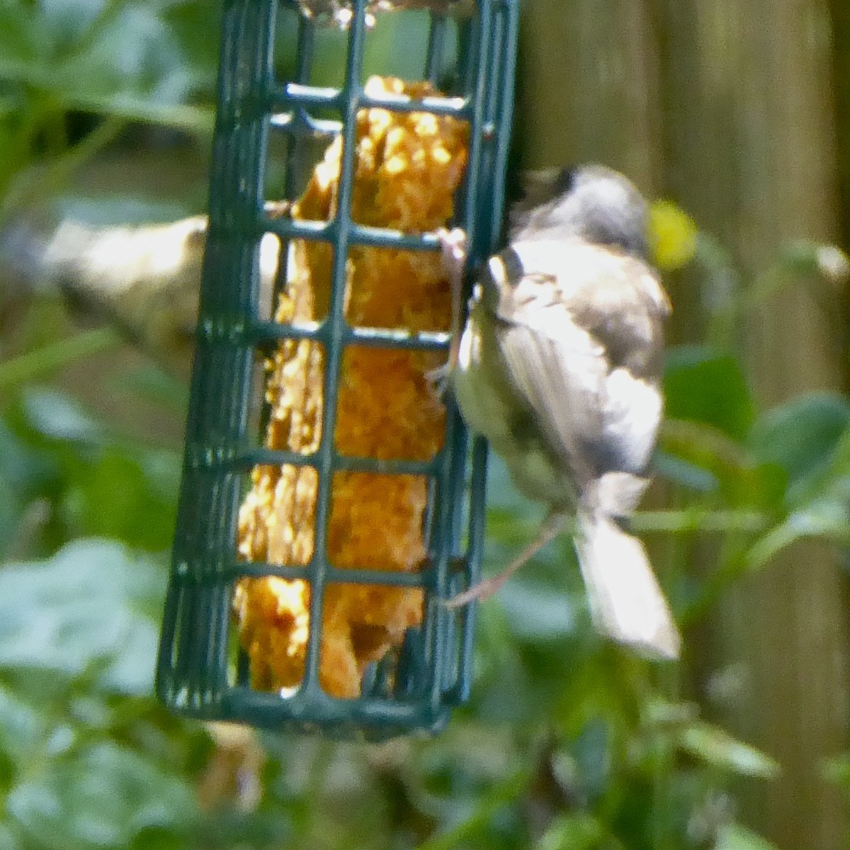 Chestnut-backed Chickadee - ML620194596