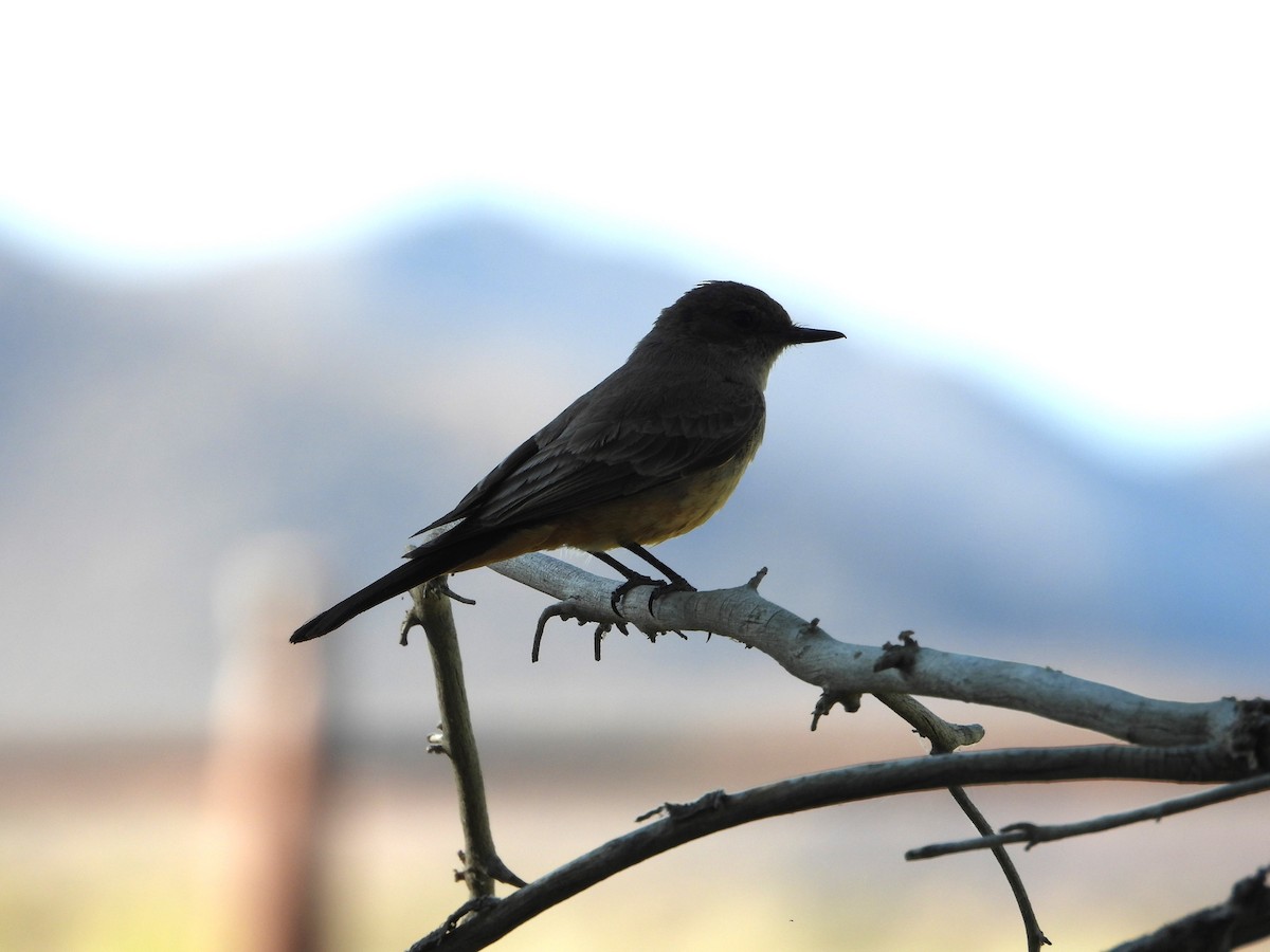 Say's Phoebe - Carl Lundblad