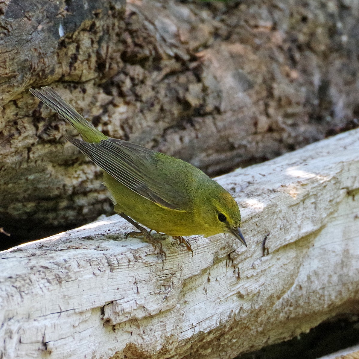 Orange-crowned Warbler - ML620194605