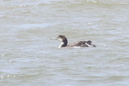 Common Loon - ML620194607