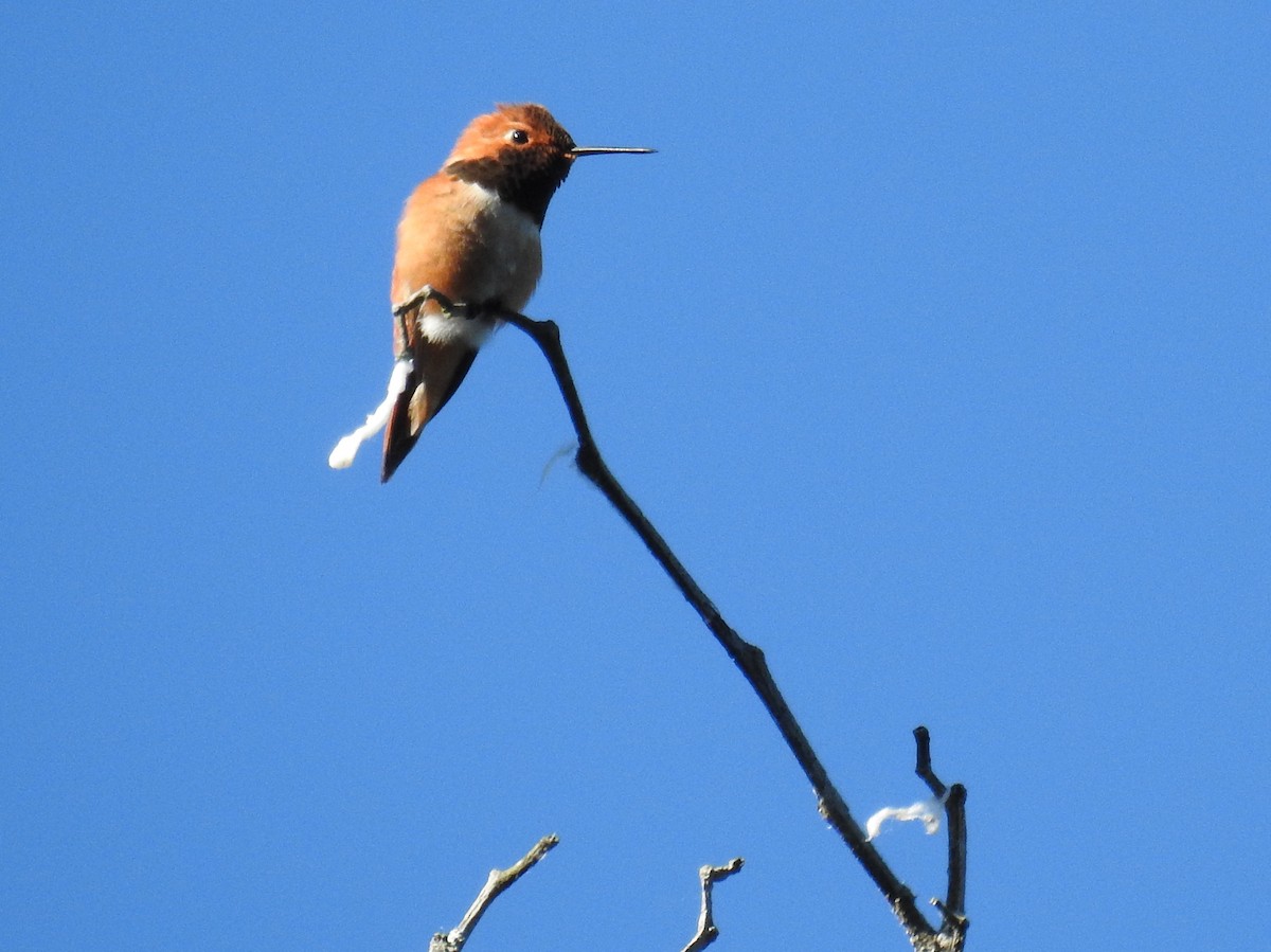 Rufous Hummingbird - ML620194621