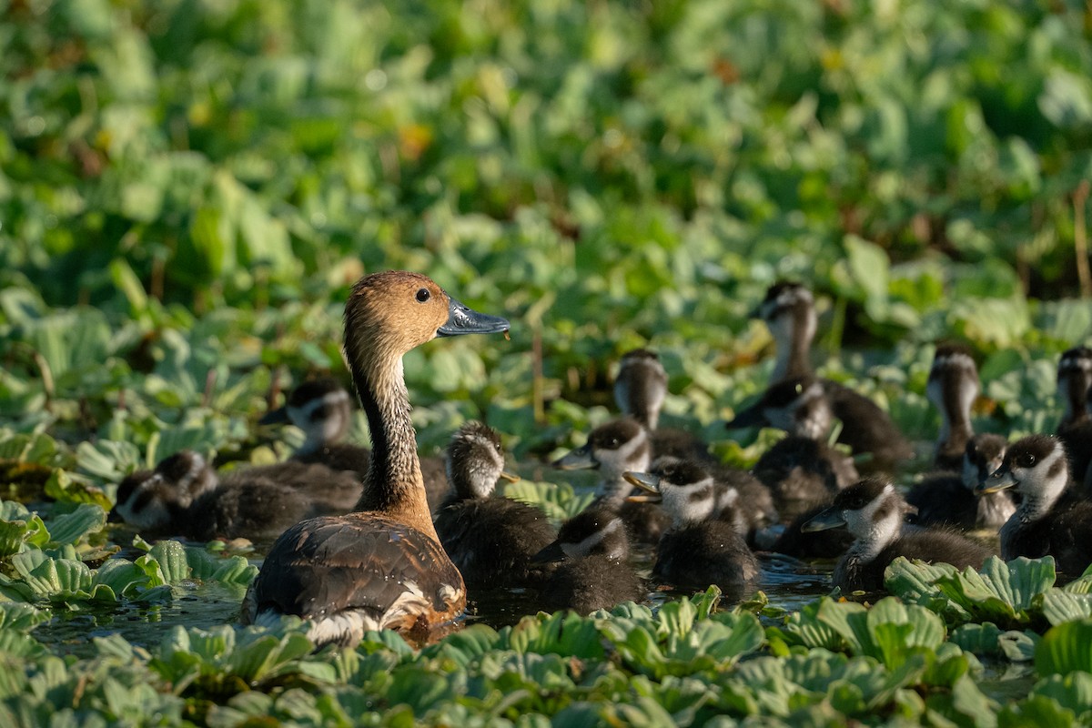 Fulvous Whistling-Duck - ML620194622