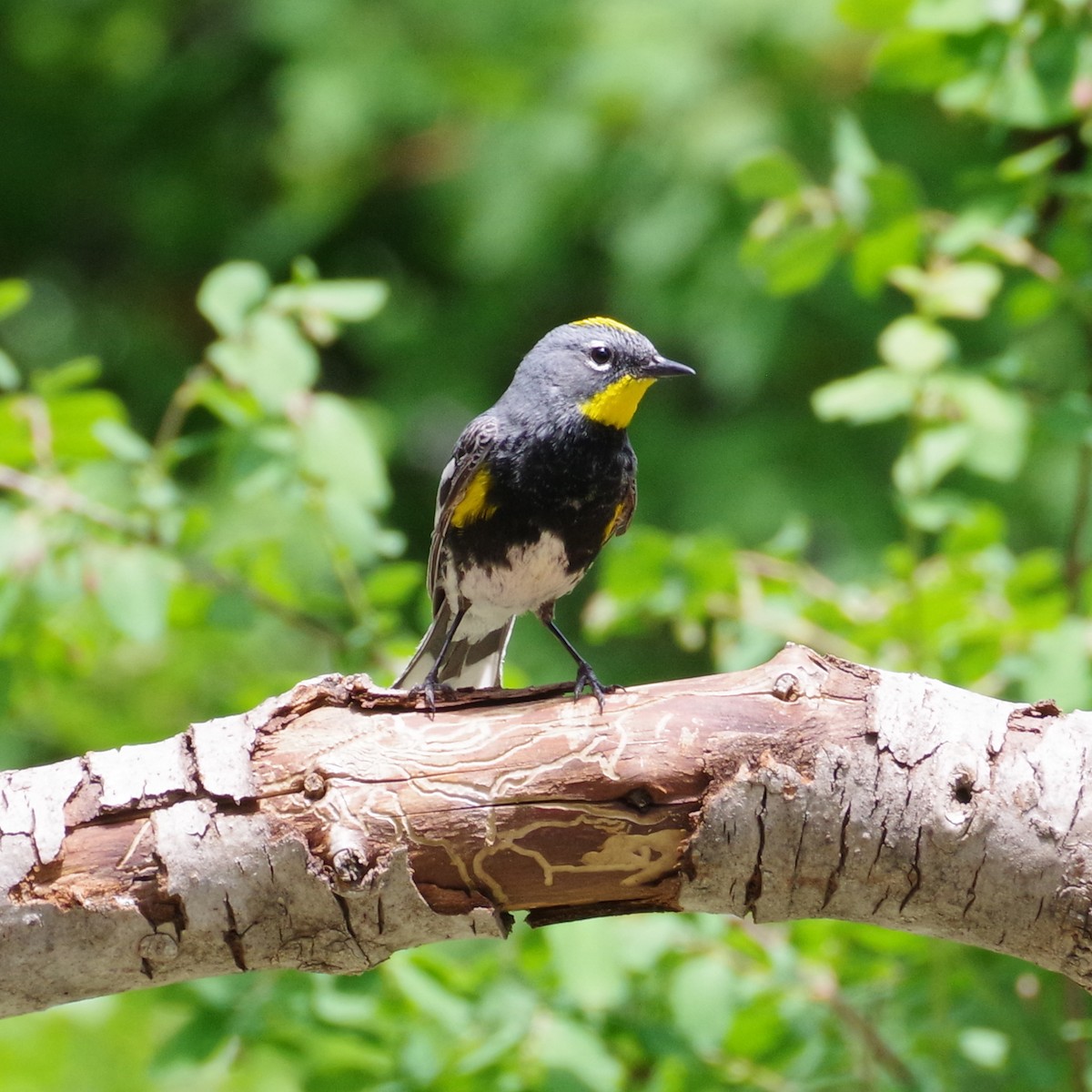 Kronenwaldsänger (Audubonwaldsänger) - ML620194625