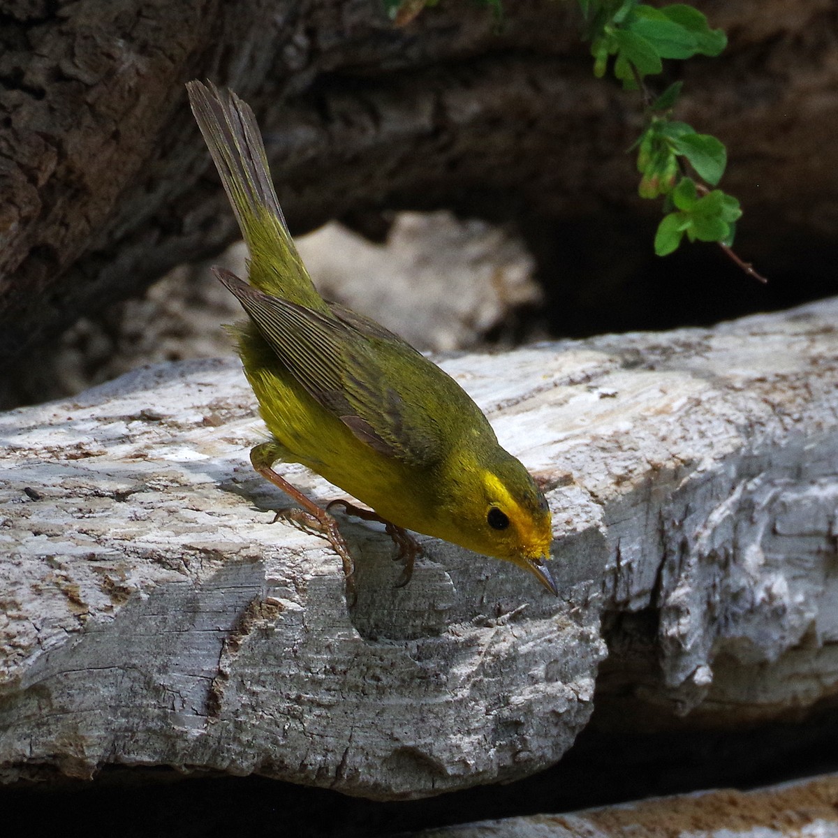 Wilson's Warbler - ML620194626