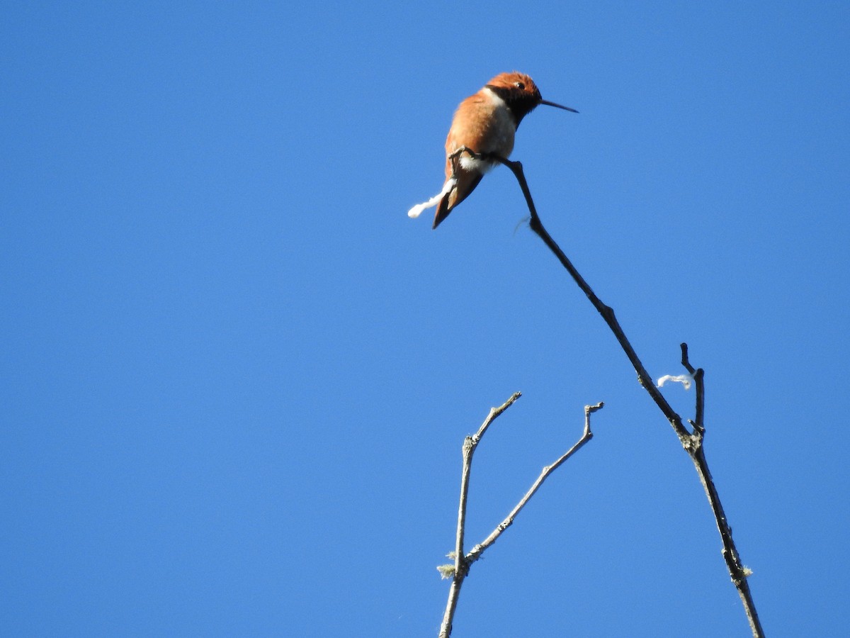 Colibrí Rufo - ML620194628