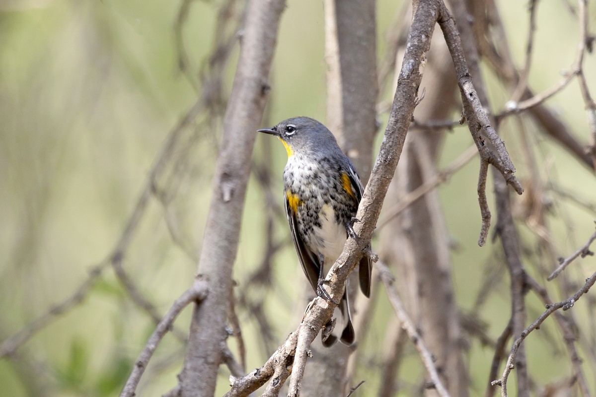 Yellow-rumped Warbler (Audubon's) - ML620194631