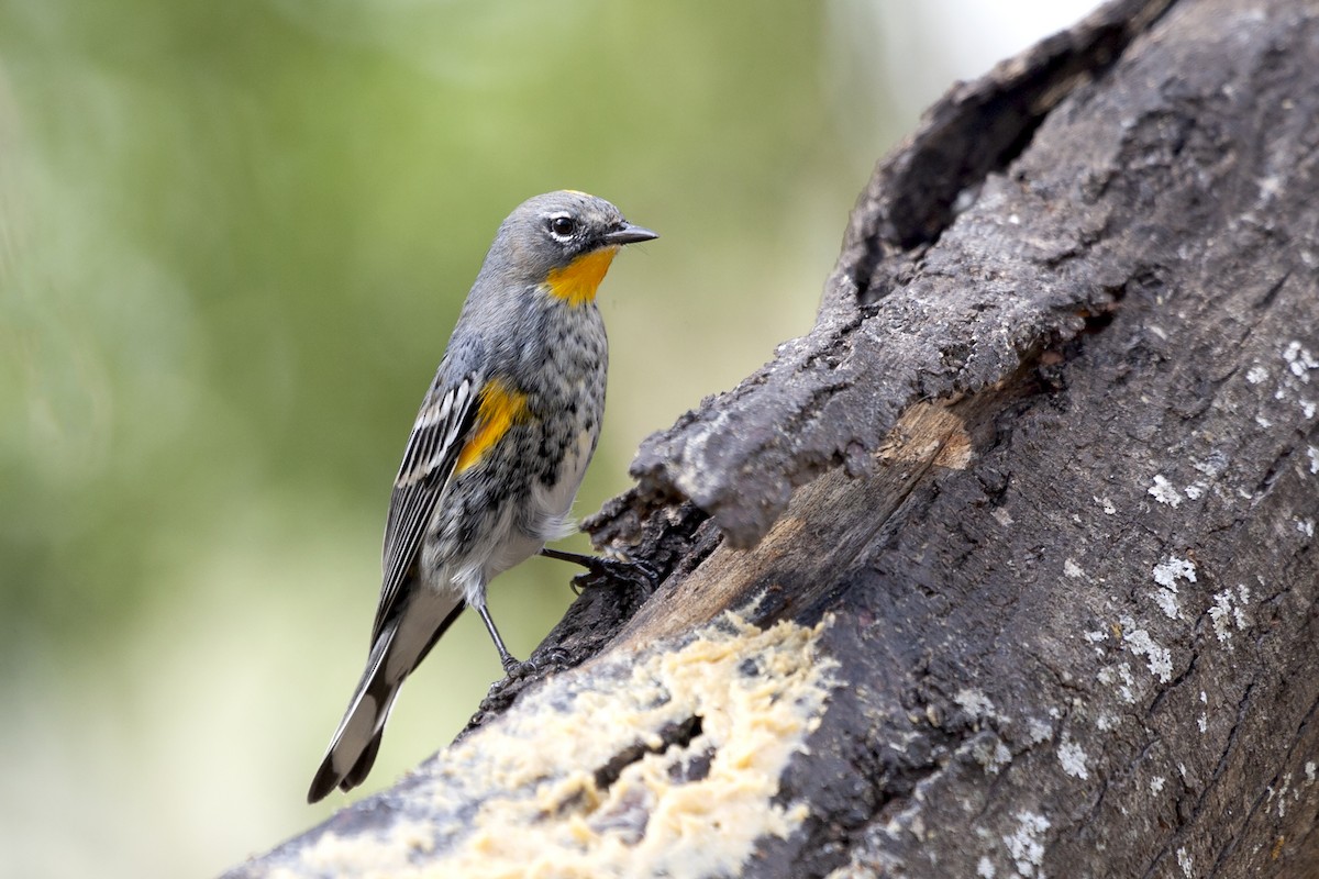 Yellow-rumped Warbler (Audubon's) - ML620194632