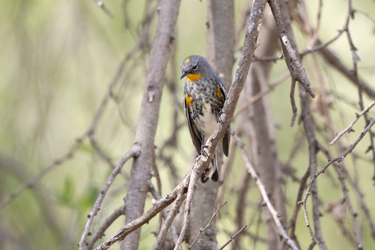 Yellow-rumped Warbler (Audubon's) - ML620194633