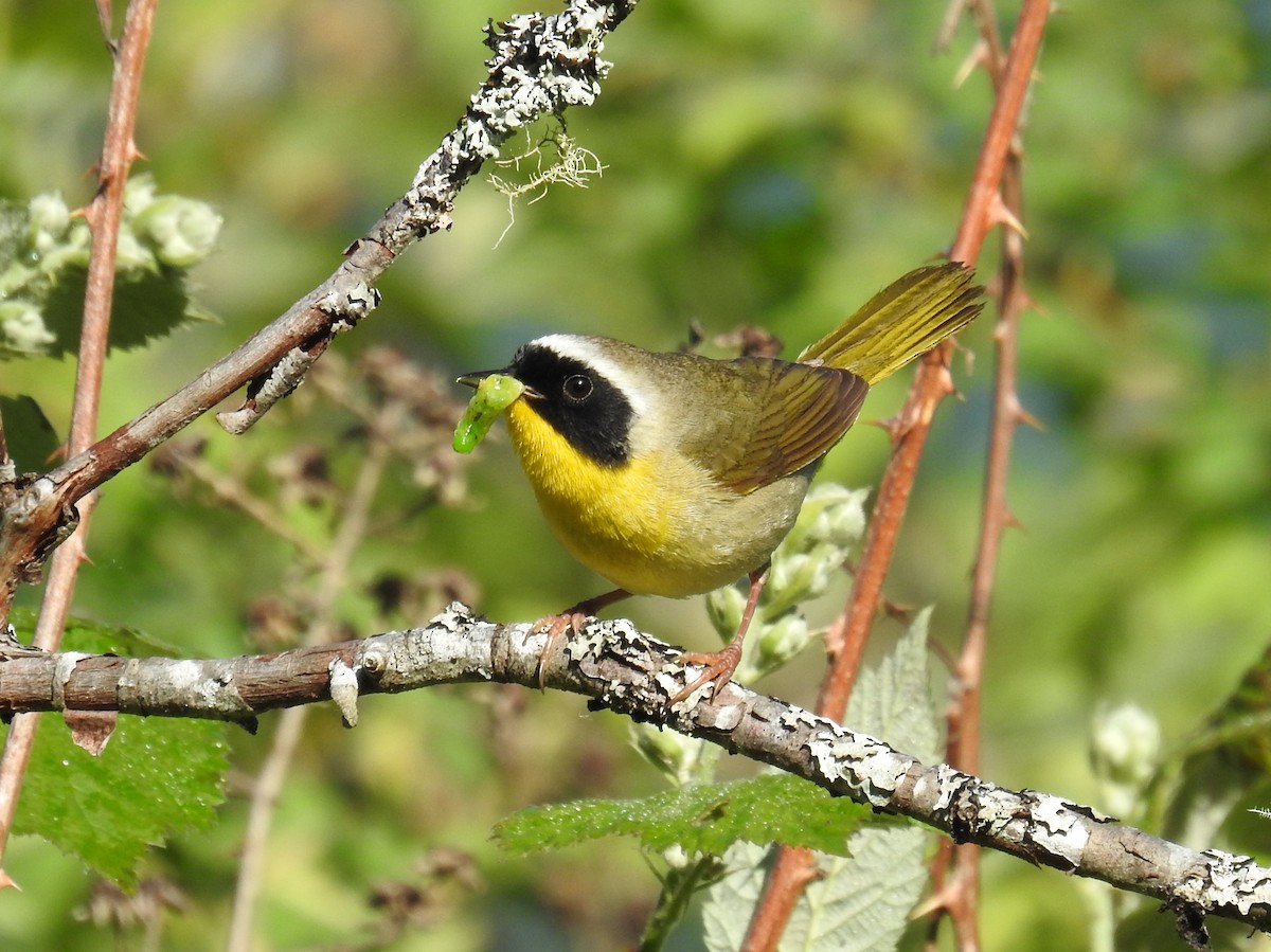 Paruline masquée - ML620194636