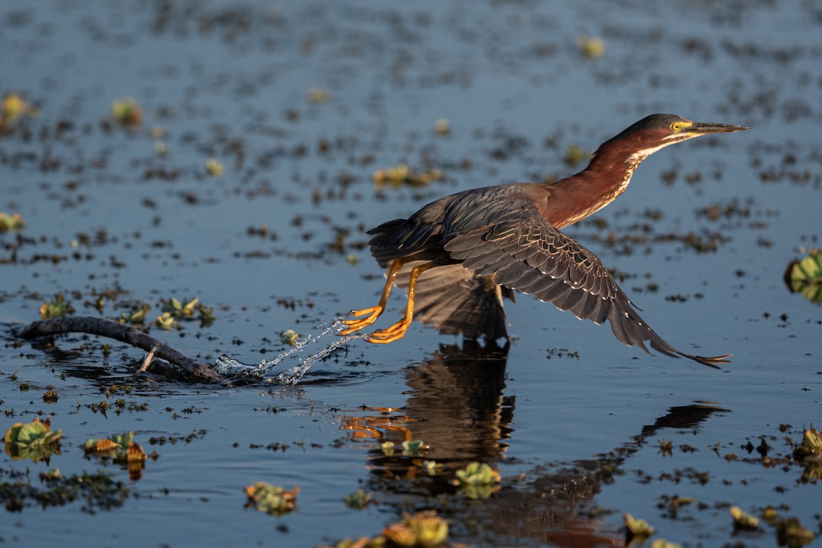 Green Heron - ML620194639