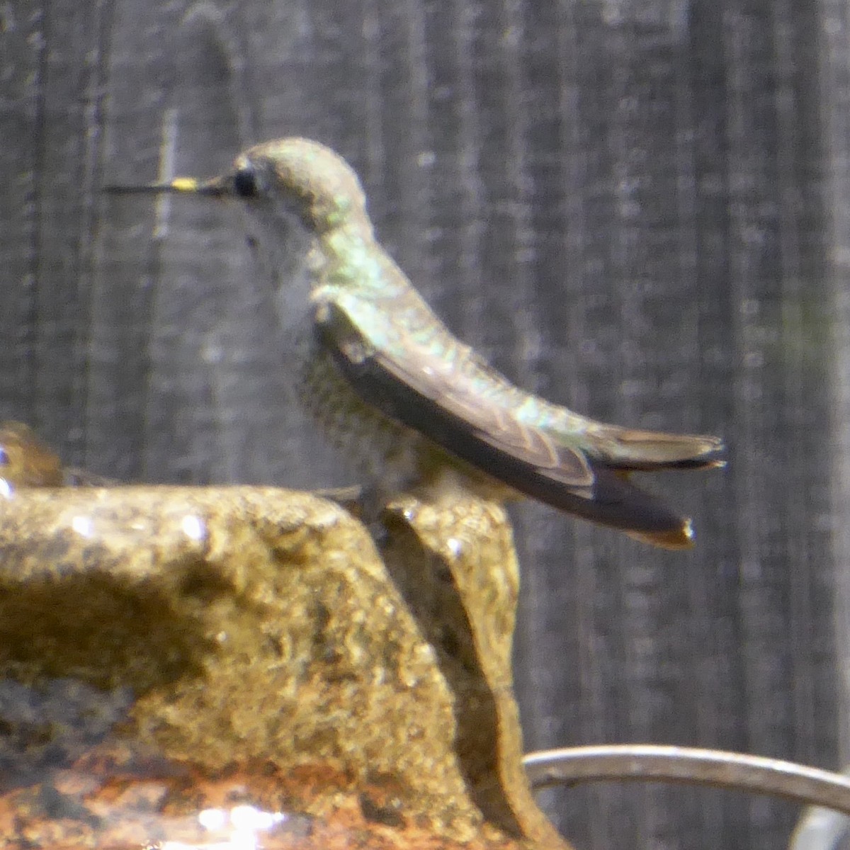 Anna's Hummingbird - ML620194640