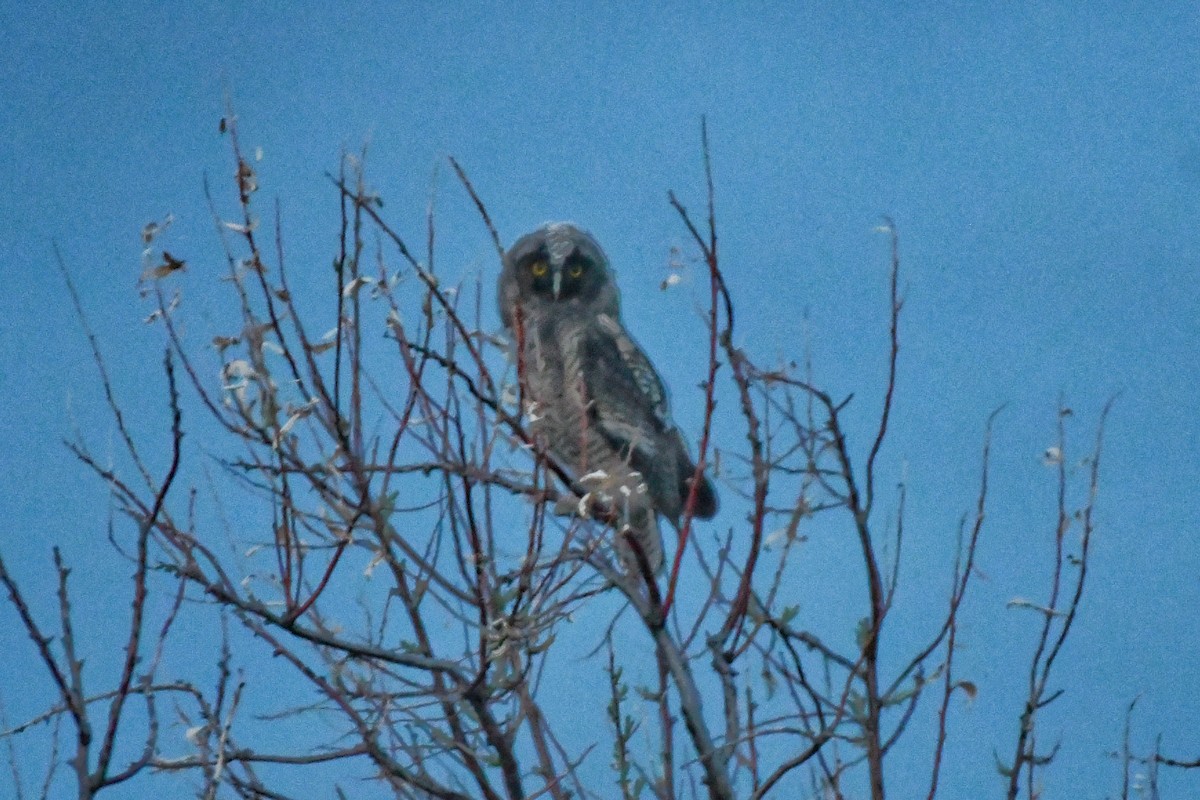 Long-eared Owl - ML620194643