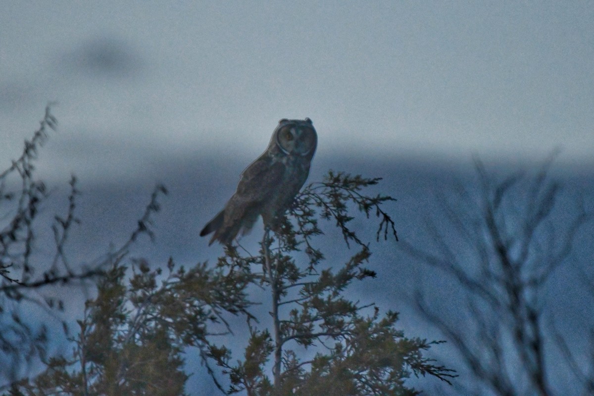 Long-eared Owl - ML620194647