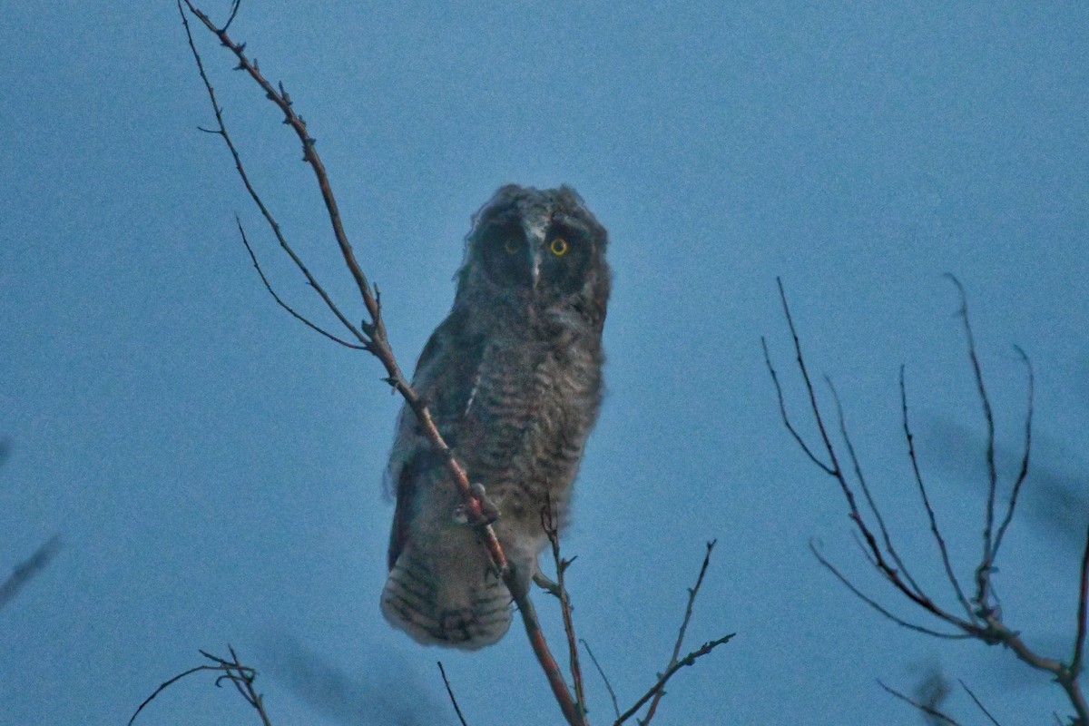 Long-eared Owl - ML620194648