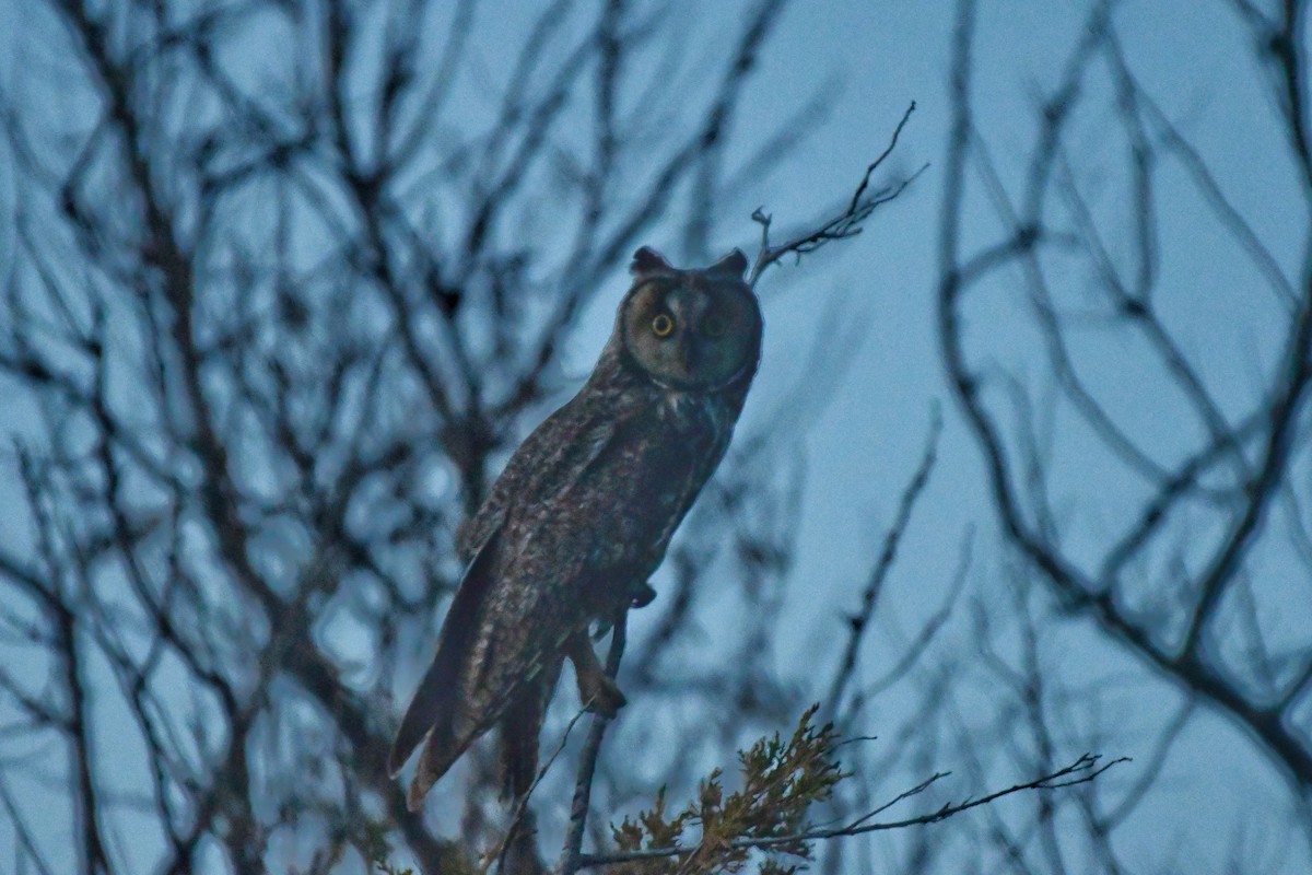 Long-eared Owl - ML620194649