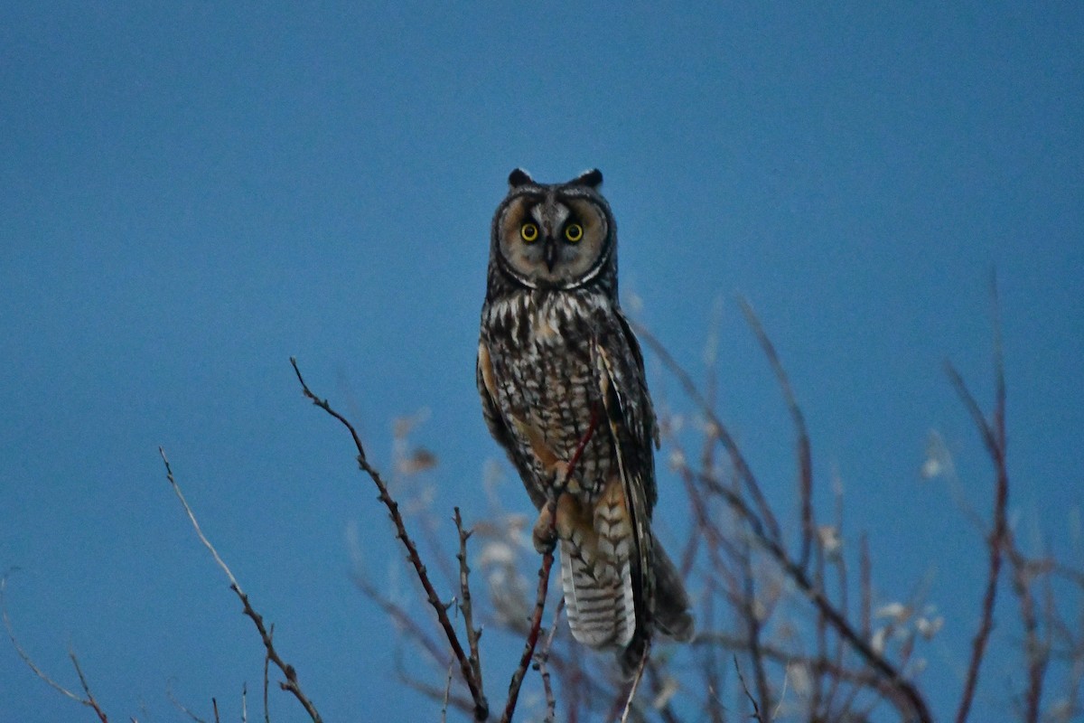 Long-eared Owl - ML620194651