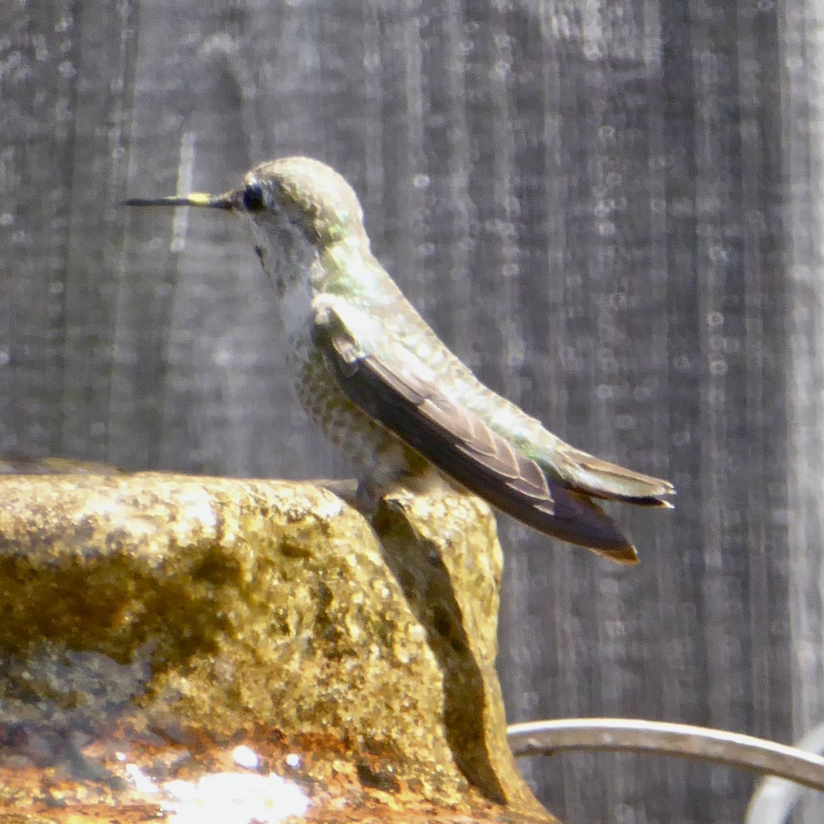 Anna's Hummingbird - ML620194652
