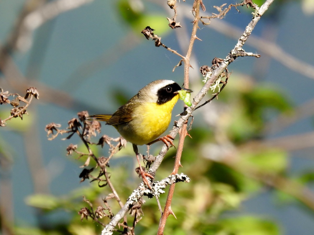 Paruline masquée - ML620194663