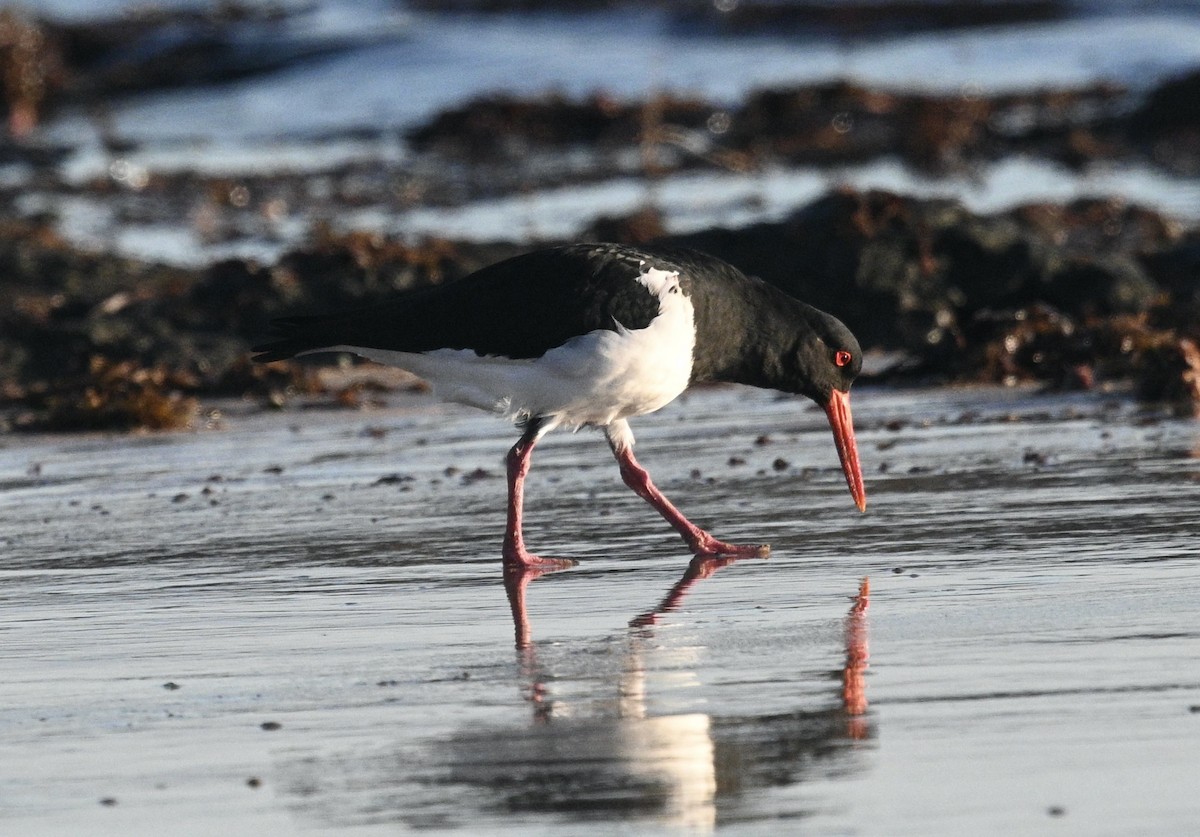 Pied Oystercatcher - ML620194664