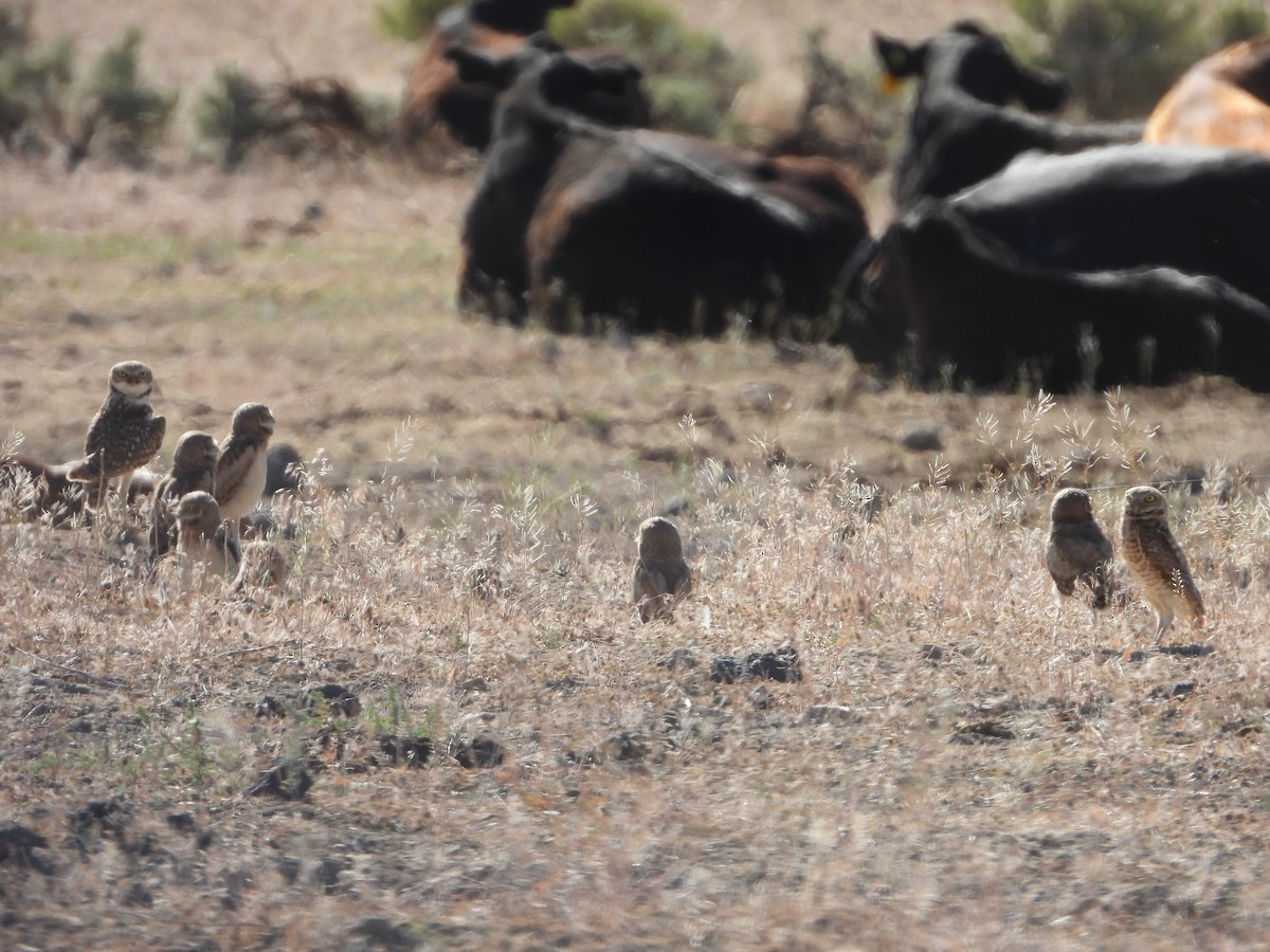 Burrowing Owl - ML620194668