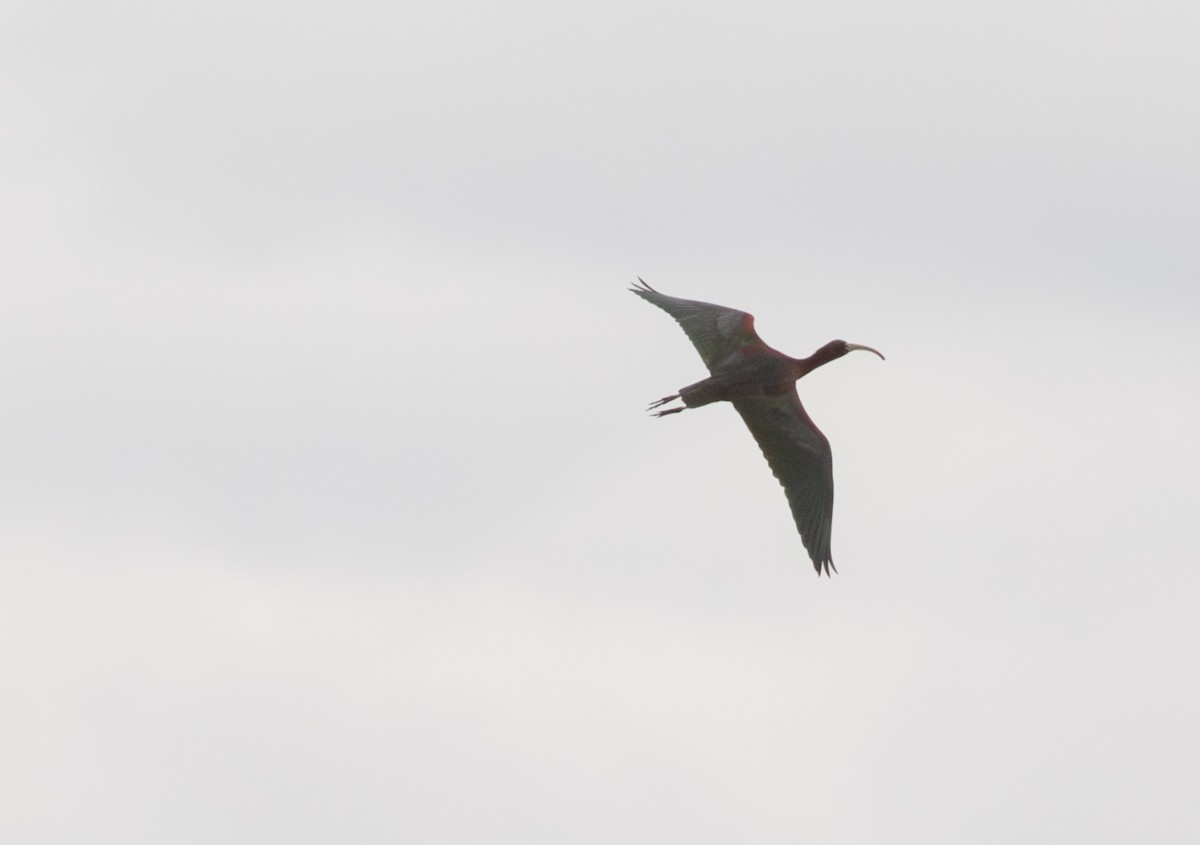 Glossy Ibis - ML620194671